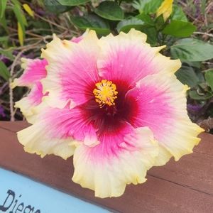 Meet your Posher, Jumis